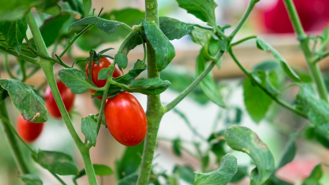 Zastosowanie Taśmy Nośnej Polipropylenowej do Podtrzymywania Krzaków w Szklarniowej Uprawie Pomidorów