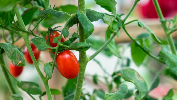 Zastosowanie Taśmy Nośnej Polipropylenowej do Podtrzymywania Krzaków w Szklarniowej Uprawie Pomidorów
