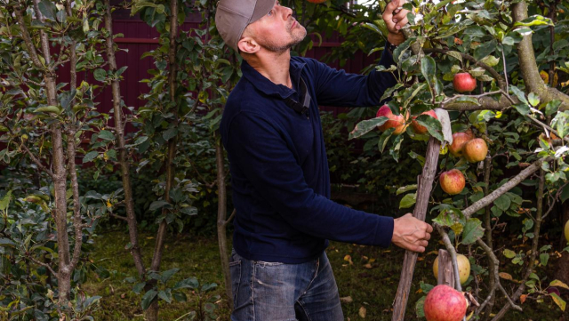 Jesień coraz bliżej. Zamów taśmę Bagum do wiązania drzewek