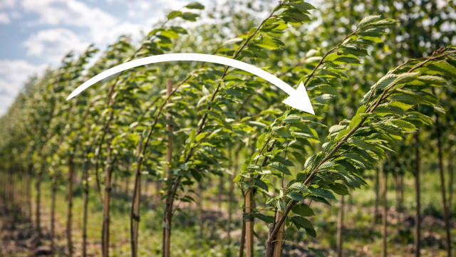 Dlaczego elastyczność taśmy do drzewek decyduje o tempie wzrostu pnia?